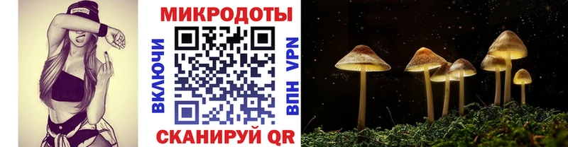 Псилоцибиновые грибы Psilocybe  Курильск 